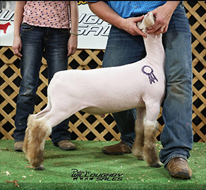 Schaal Club Lambs Winners