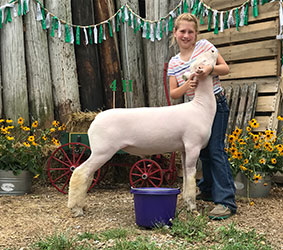 Schaal Club Lambs Winners