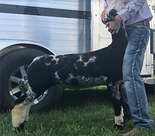 Schaal Club Lambs Winners