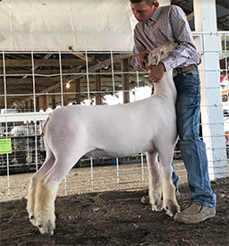 Schaal Club Lambs Winners