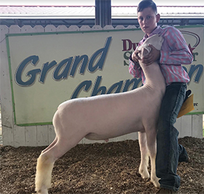 Schaal Club Lambs Winners