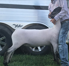 Schaal Club Lambs Winners